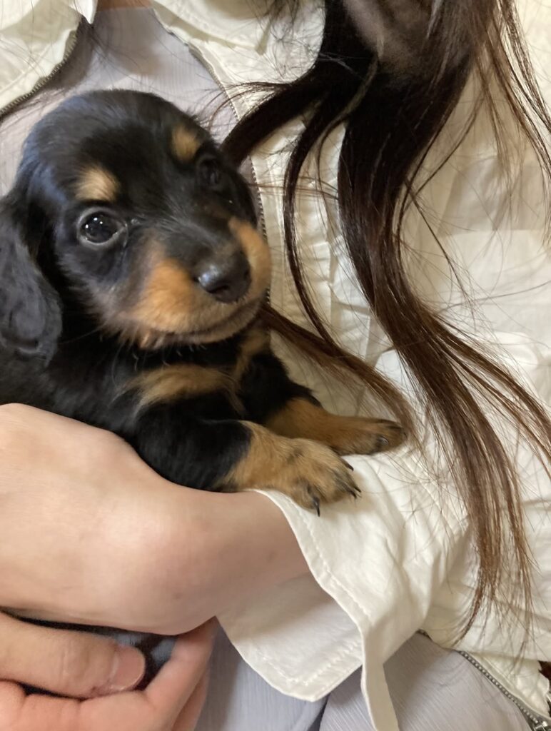 ブリーダーMONE ダックスフンド子犬 大切に育てられた子犬 北九州