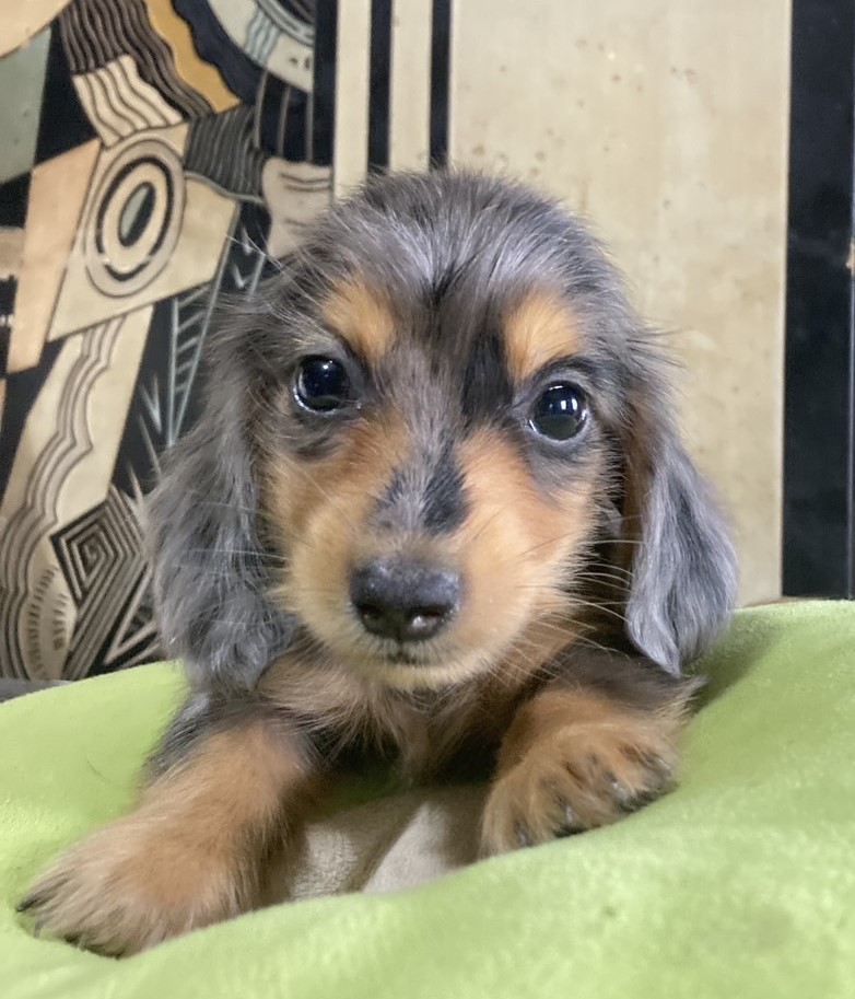 ミニチュアダックスフンドの子犬
